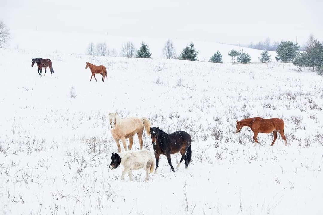 Nuotraukos pavadinimas